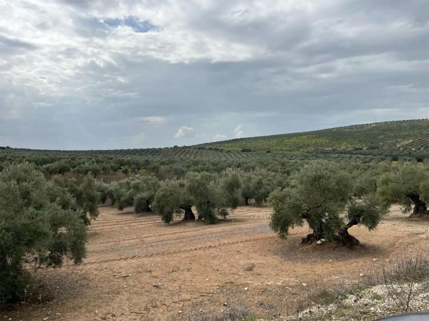 Land for sale in Aguilar de la Frontera