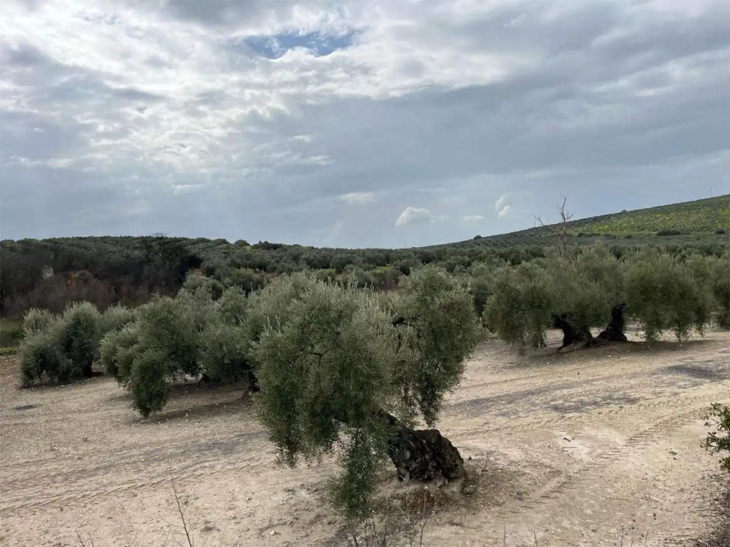 Land for sale in Aguilar de la Frontera