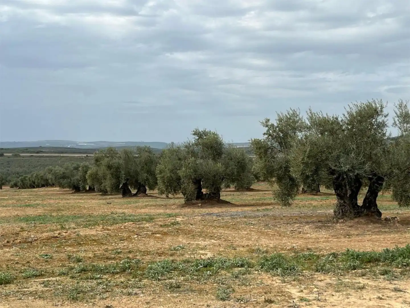 Land for sale in Aguilar de la Frontera