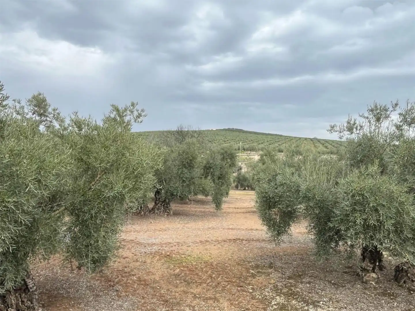Land for sale in Aguilar de la Frontera