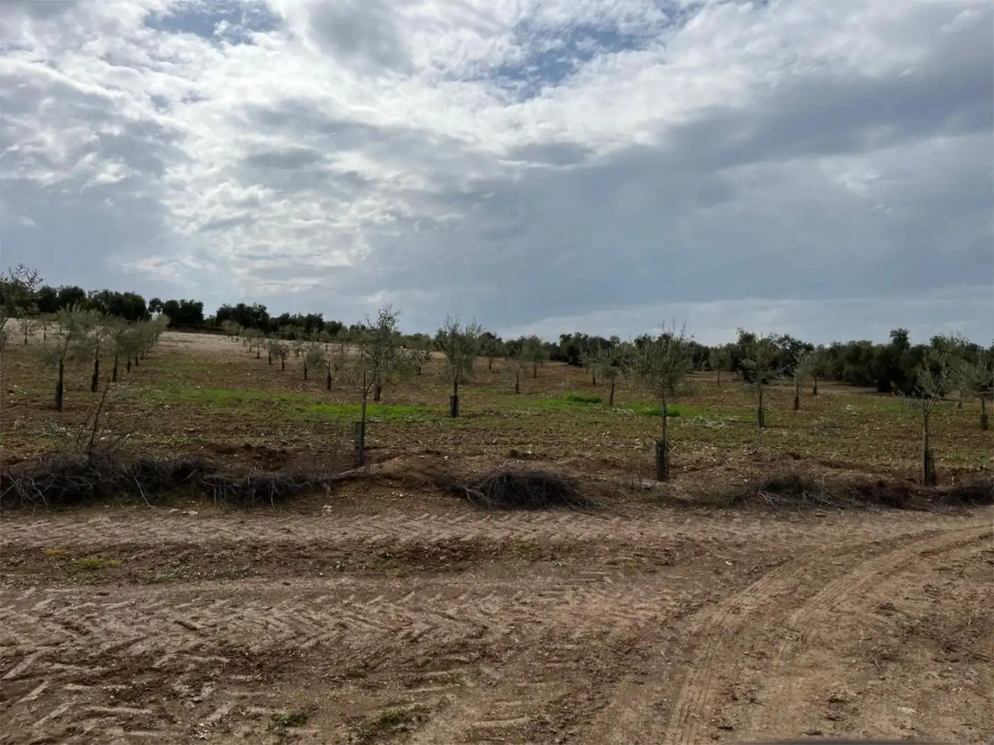 Land for sale in Aguilar de la Frontera