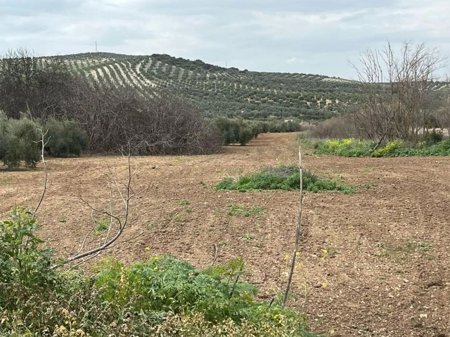 Land for sale in Aguilar de la Frontera