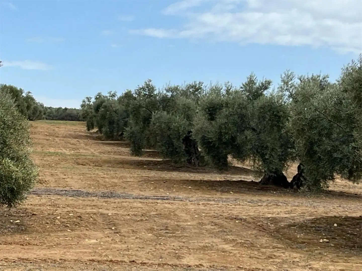 Land for sale in Aguilar de la Frontera