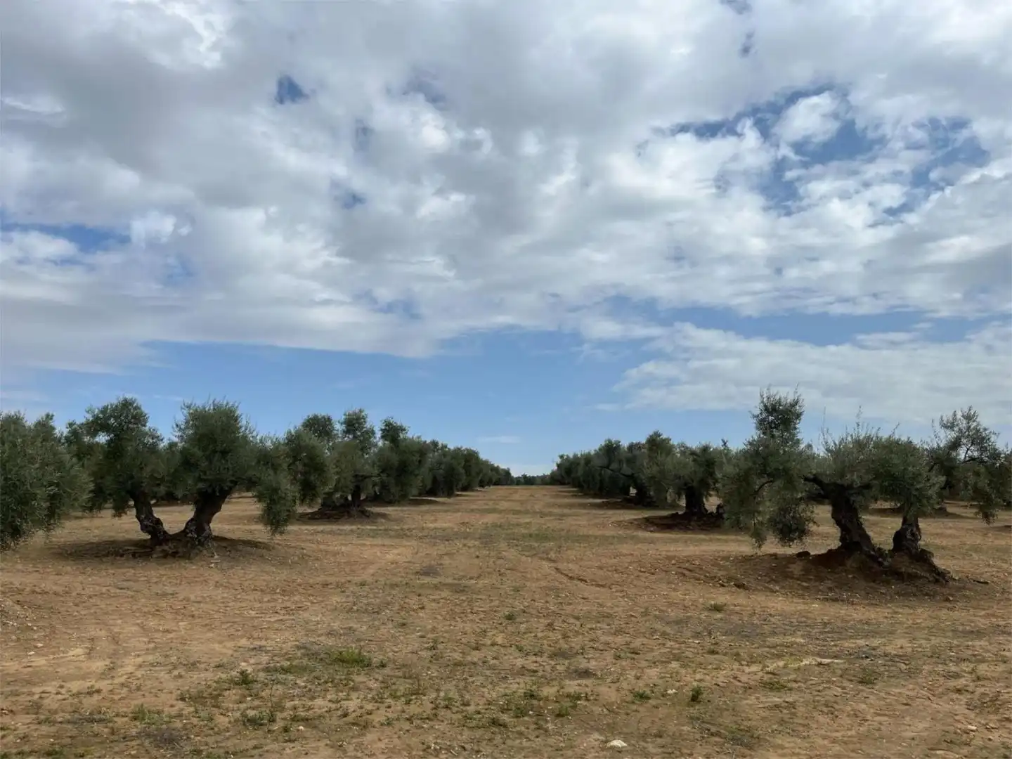 Land for sale in Aguilar de la Frontera