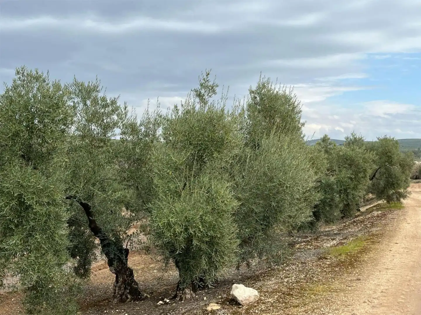 Land for sale in Aguilar de la Frontera