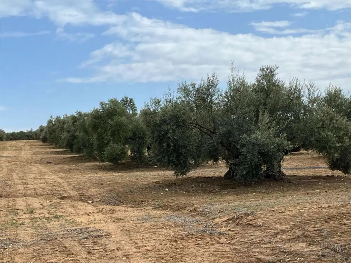 Land for sale in Aguilar de la Frontera