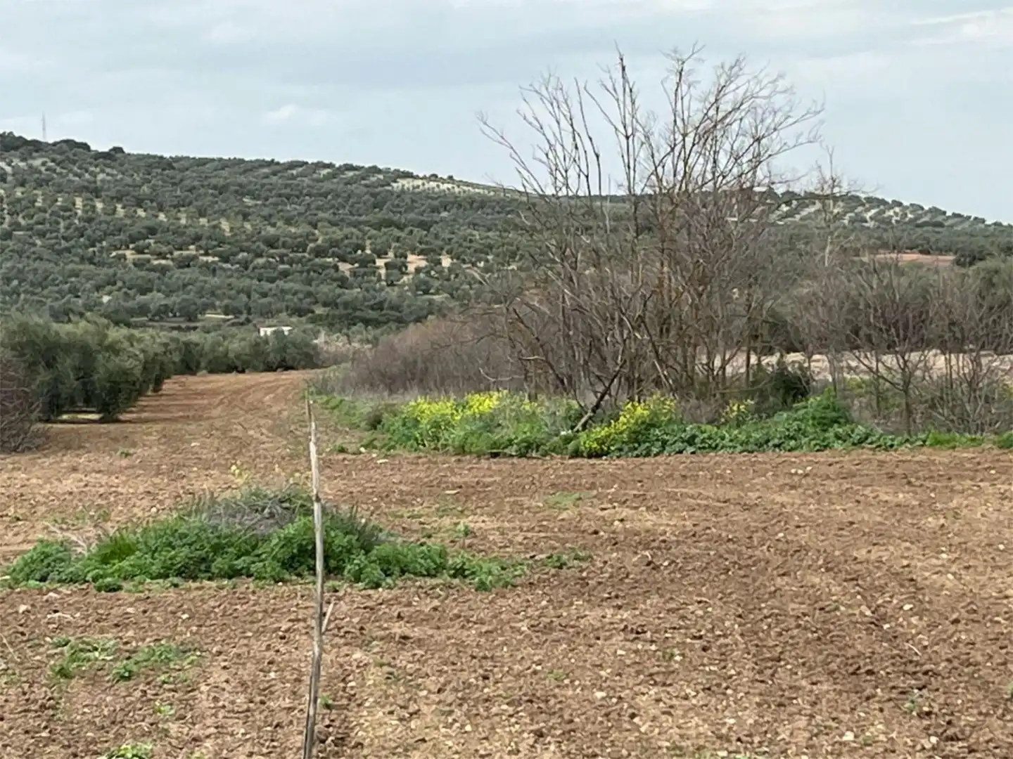 Land for sale in Aguilar de la Frontera