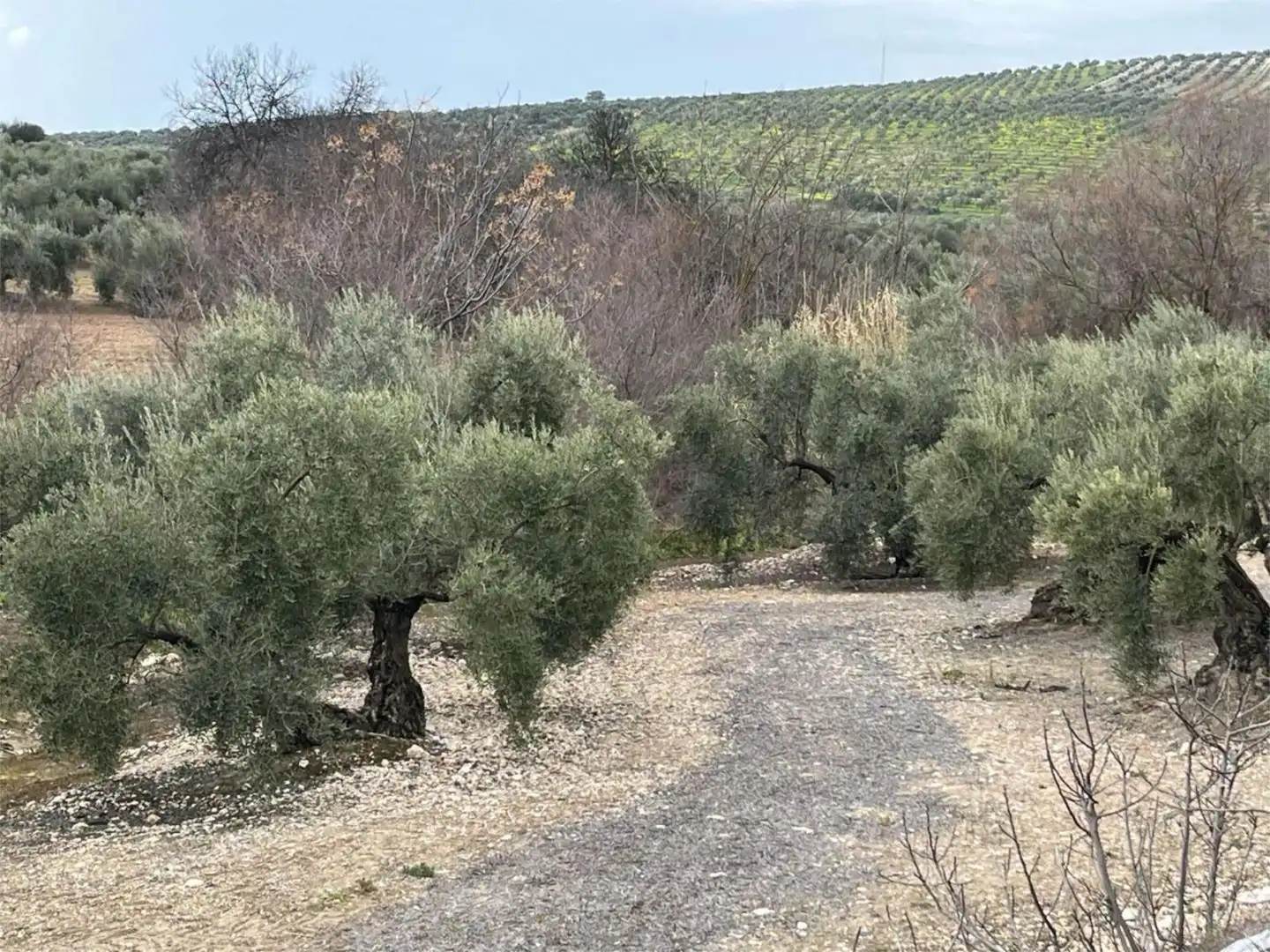 Land for sale in Aguilar de la Frontera