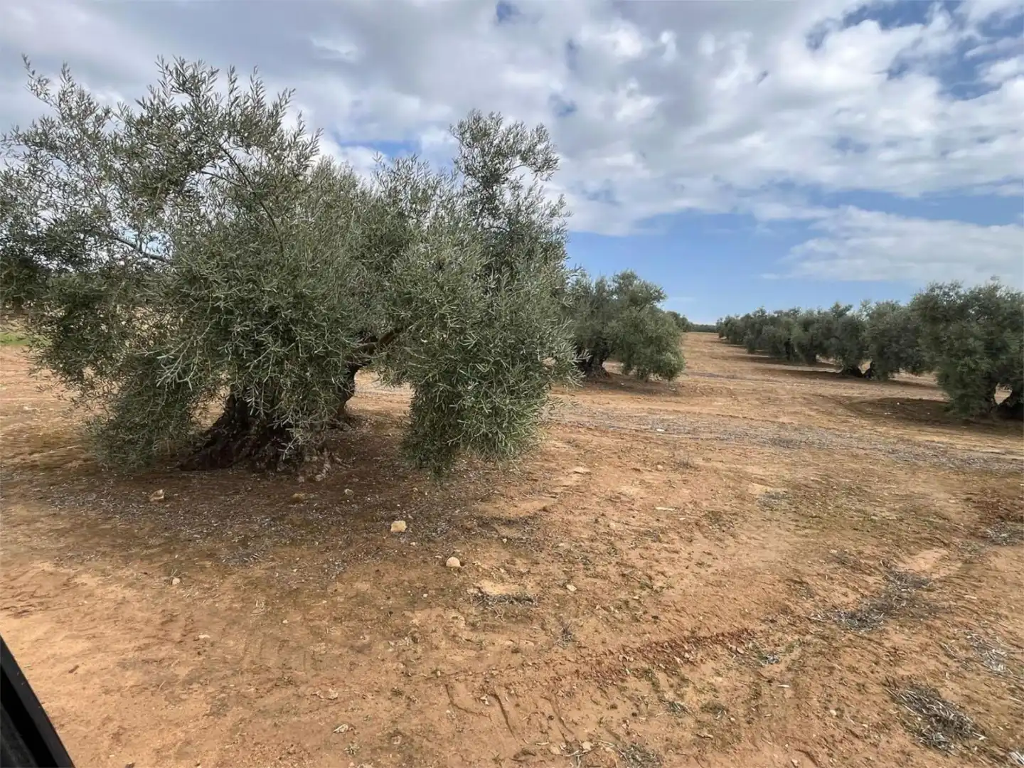 Land for sale in Aguilar de la Frontera