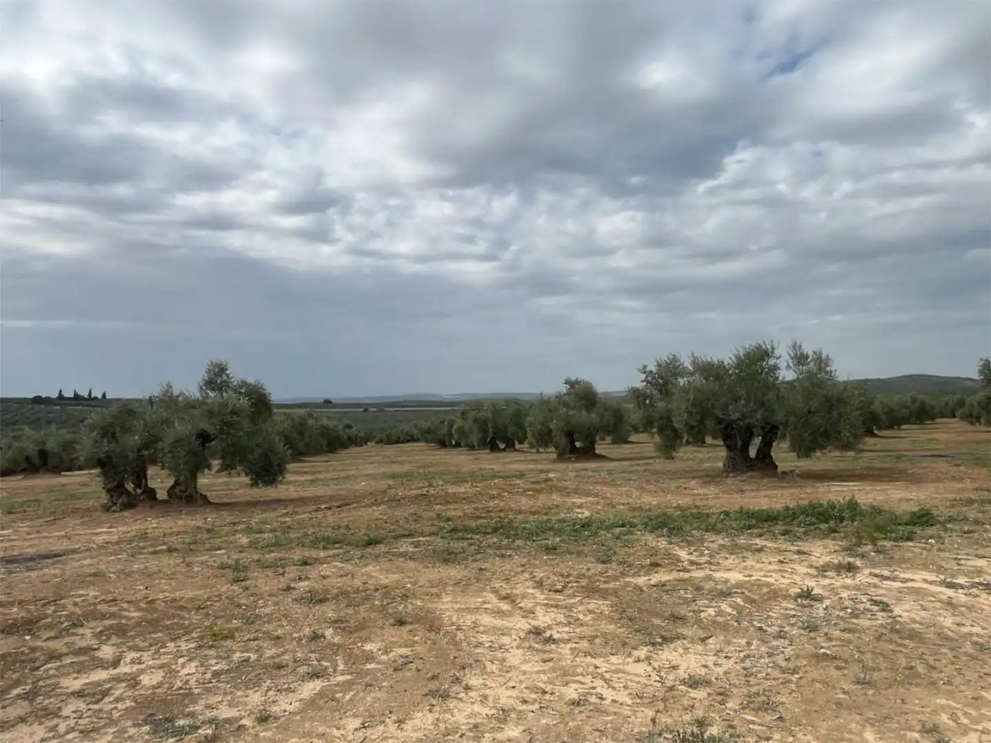 Land for sale in Aguilar de la Frontera