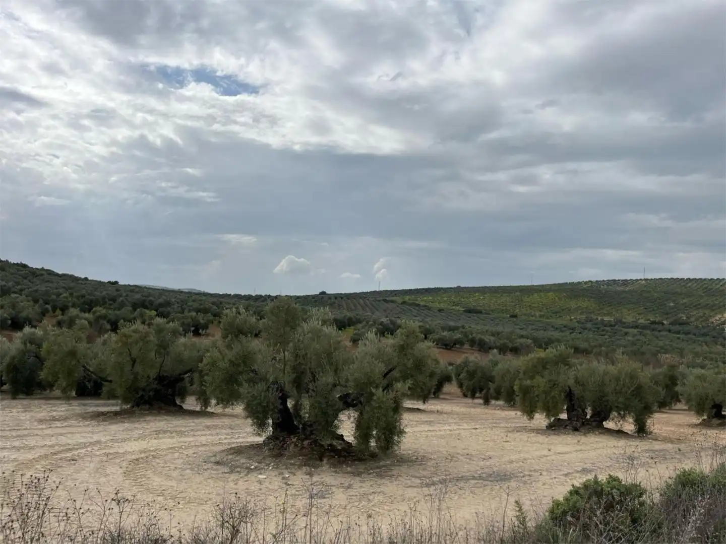 Land for sale in Aguilar de la Frontera