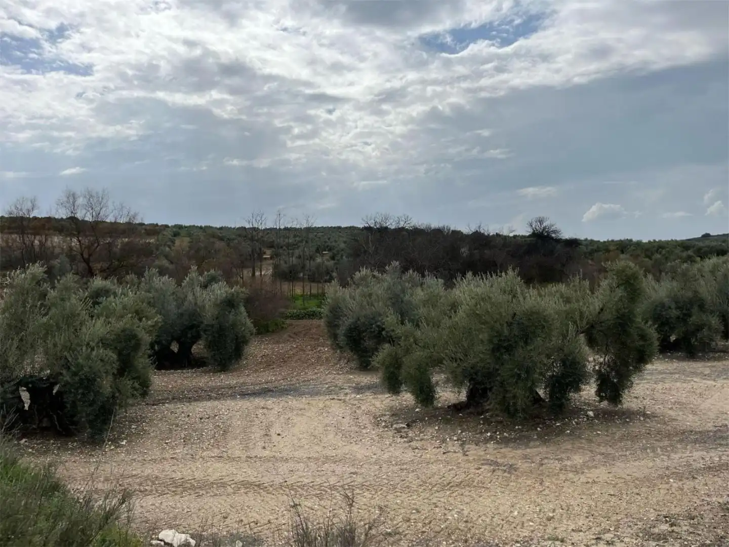 Land for sale in Aguilar de la Frontera