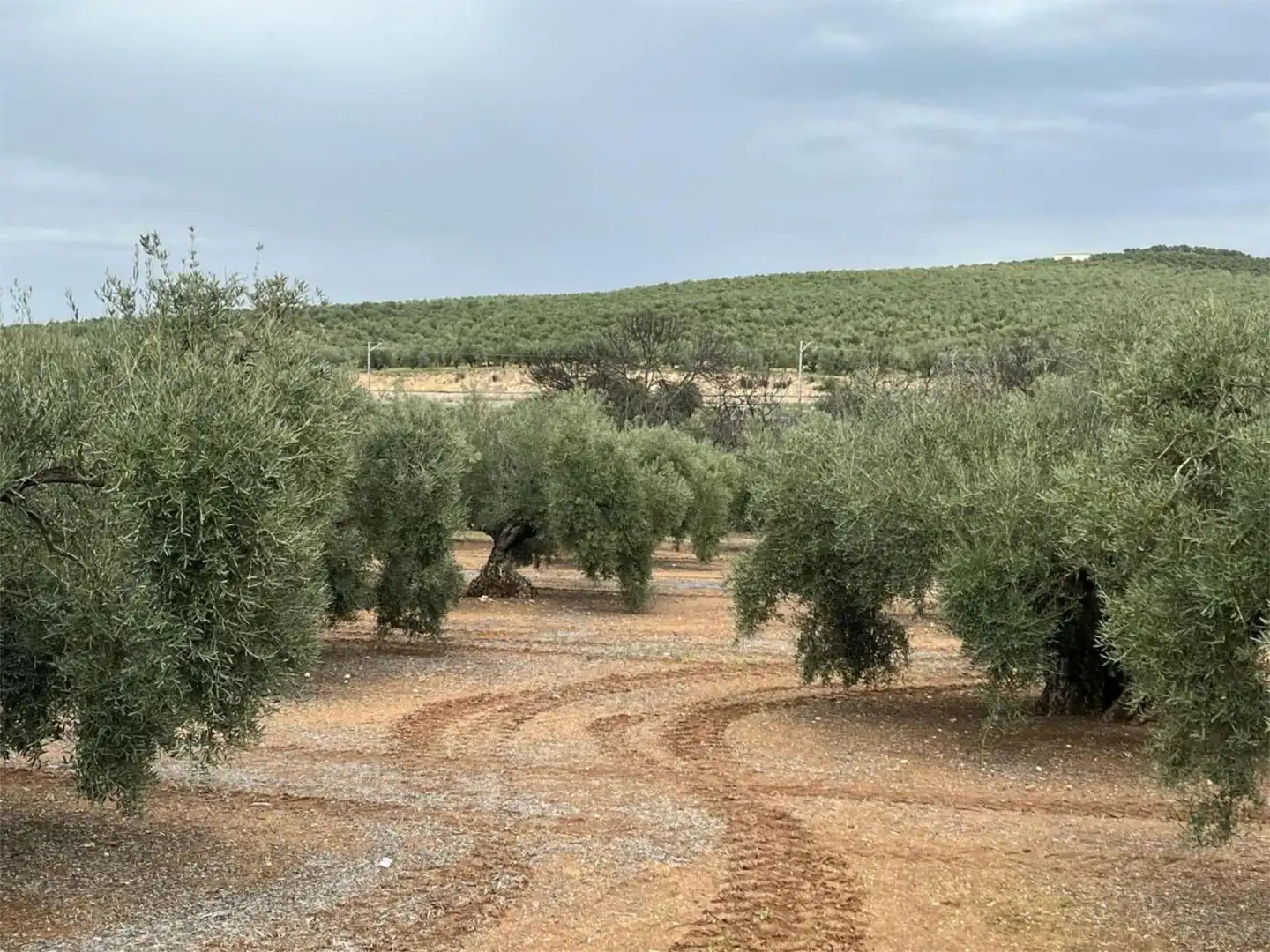 Land for sale in Aguilar de la Frontera