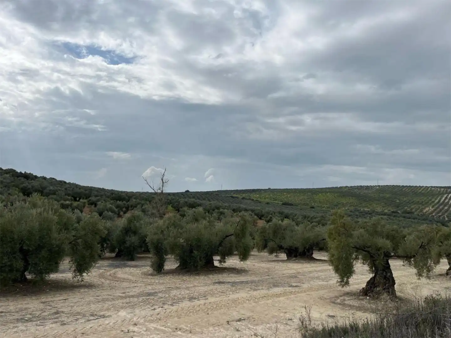 Land for sale in Aguilar de la Frontera