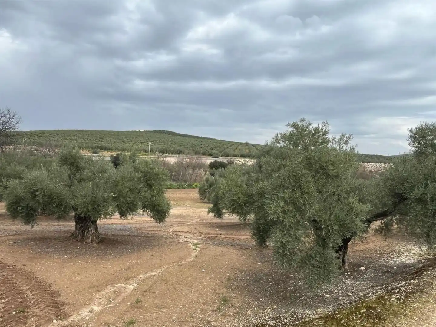 Land for sale in Aguilar de la Frontera