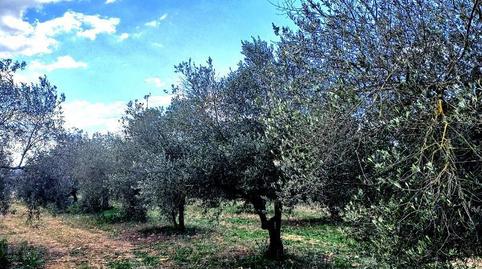 Foto 4 de Finca rústica en venda a Cv-157, 4, Vall d'Alba, Castellón