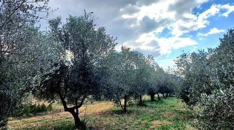 Foto 5 de Finca rústica en venda a Cv-157, 4, Vall d'Alba, Castellón