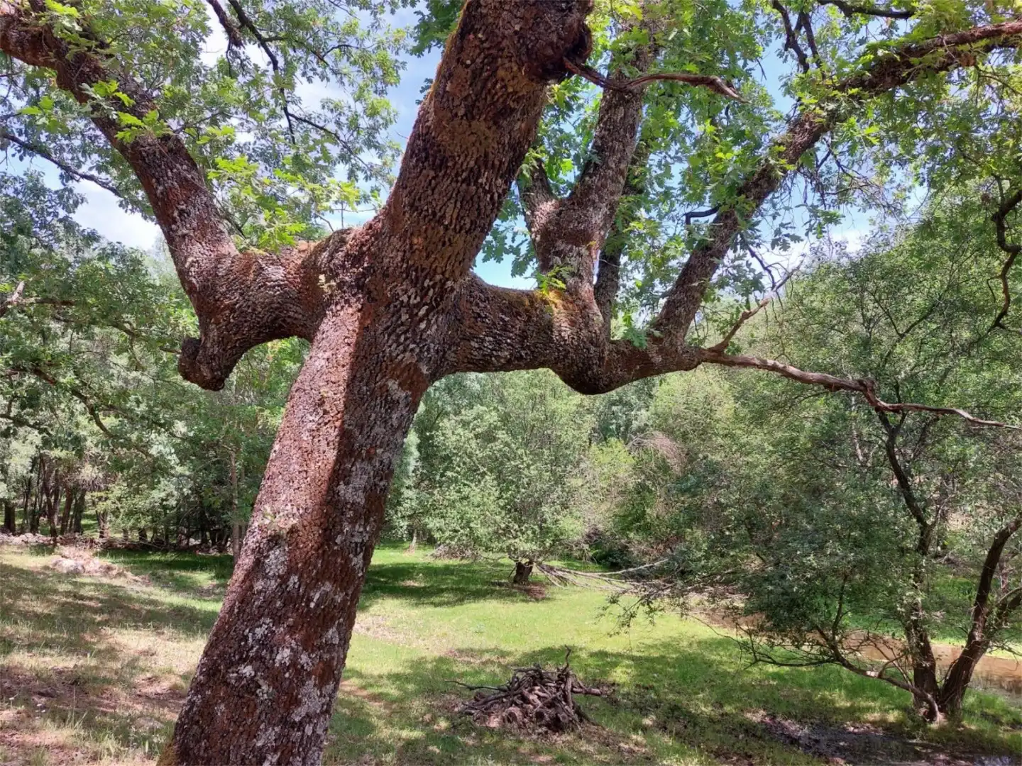 Garden of Constructible Land for sale in Torremenga
