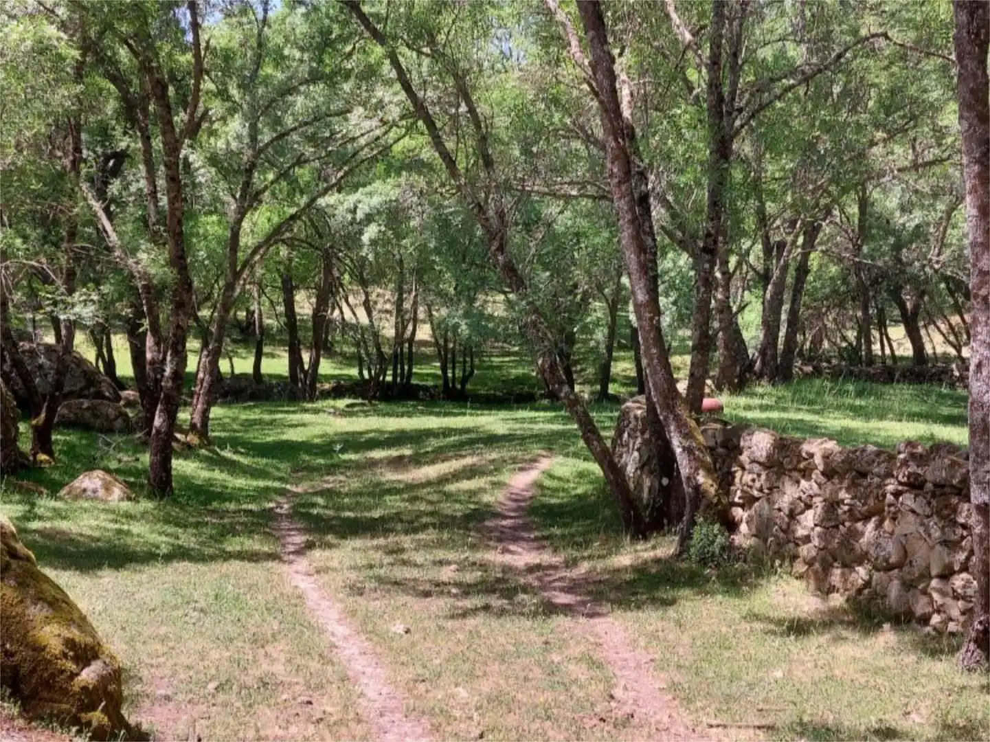 Garden of Constructible Land for sale in Torremenga