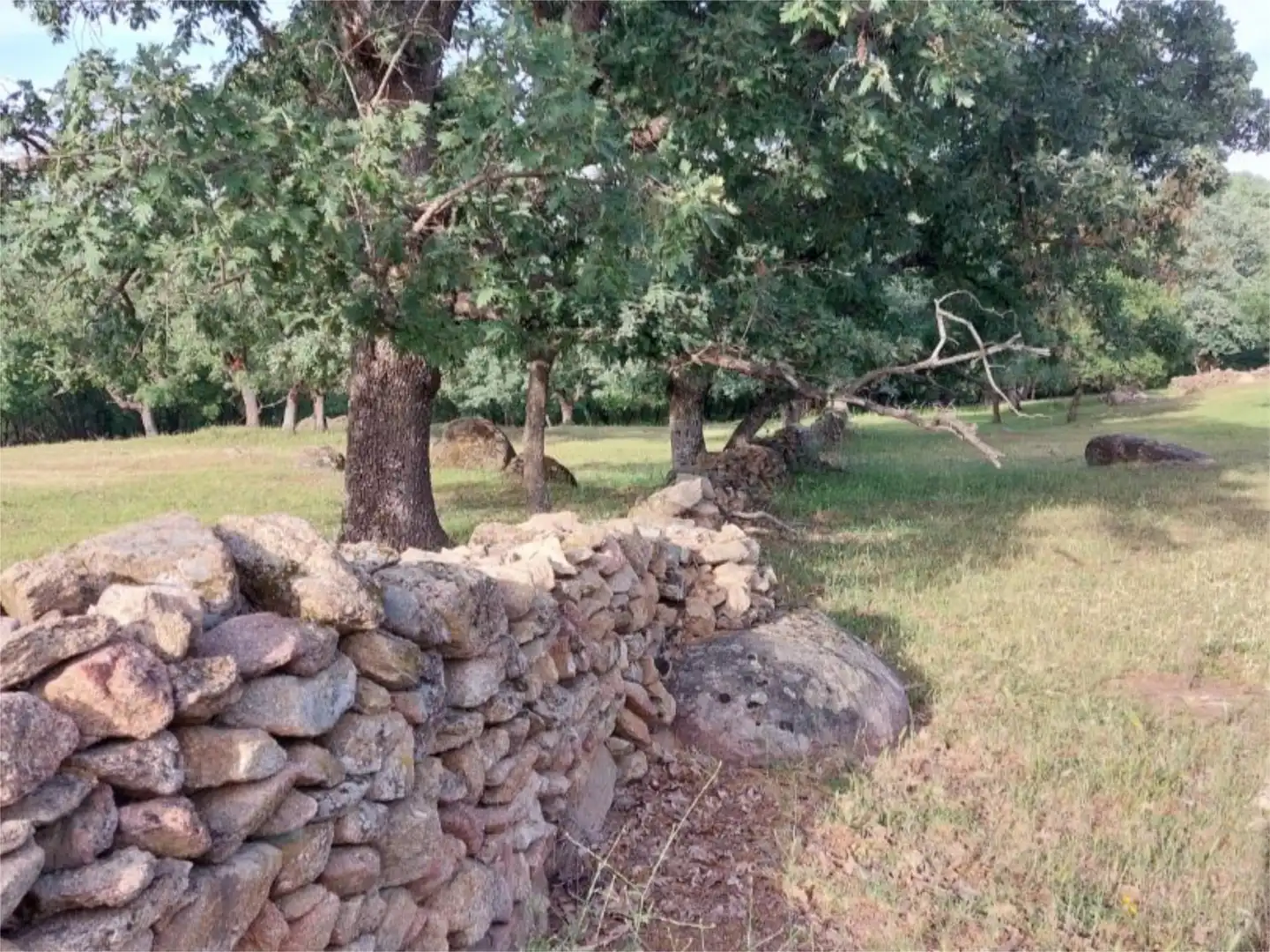 Constructible Land for sale in Torremenga