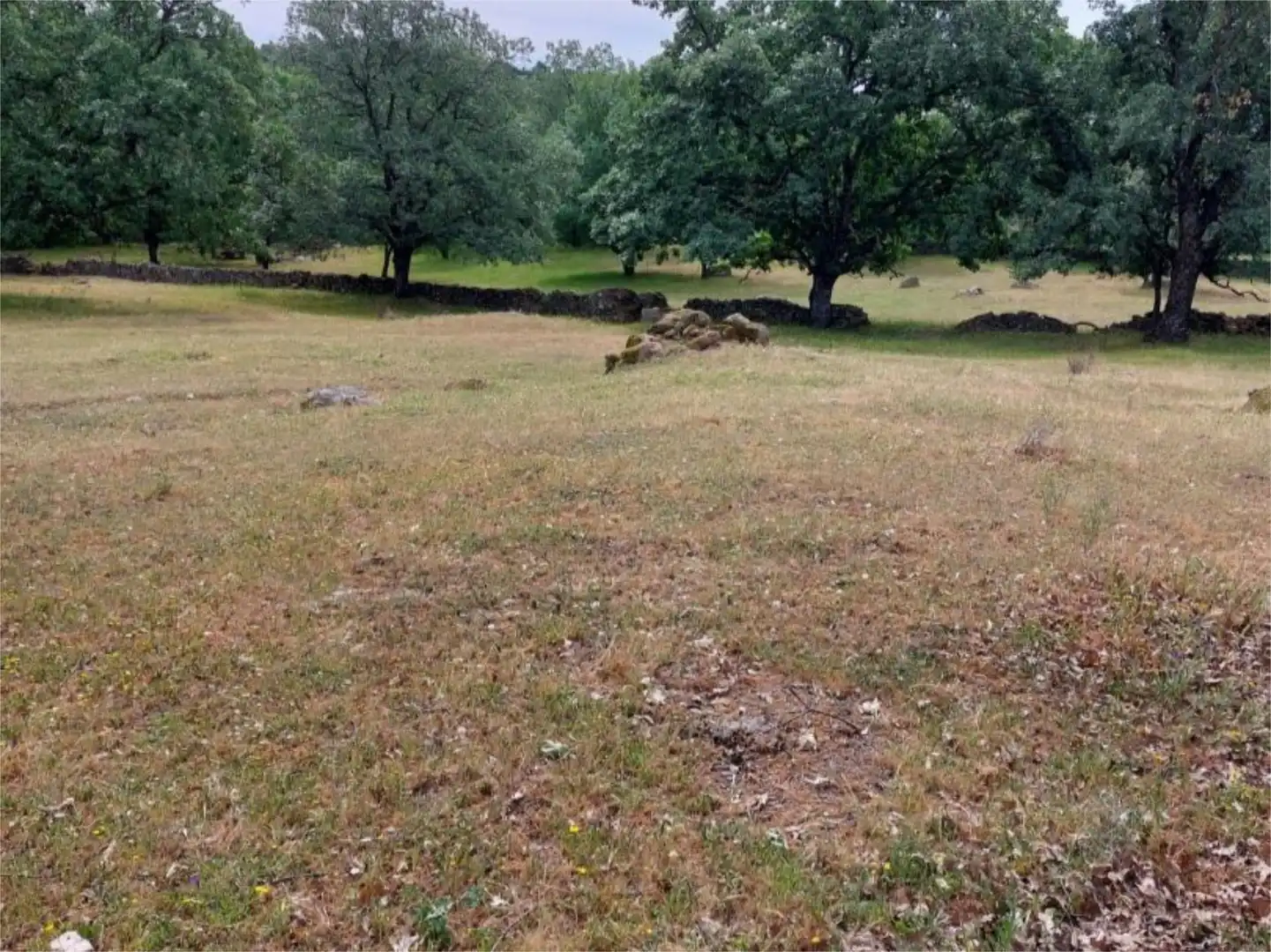 Constructible Land for sale in Torremenga