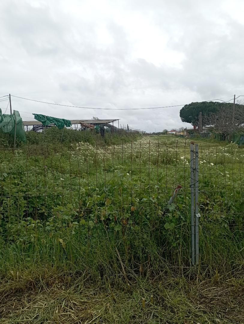 Finca rústica en venda en La Algaba