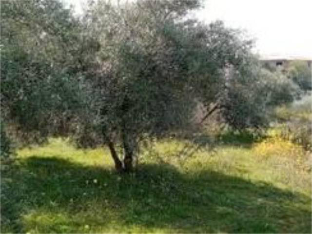 Terreno no urbanizable en Venta en Lugar Fuente de Nivar, 468 en Nívar