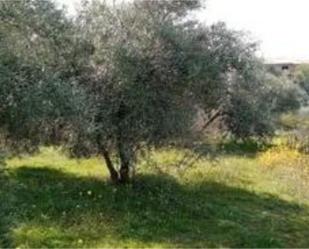 Non-constructible Land for sale in Nívar