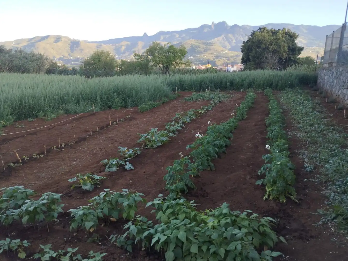 Garden of Non-constructible Land for sale in Vega de San Mateo
