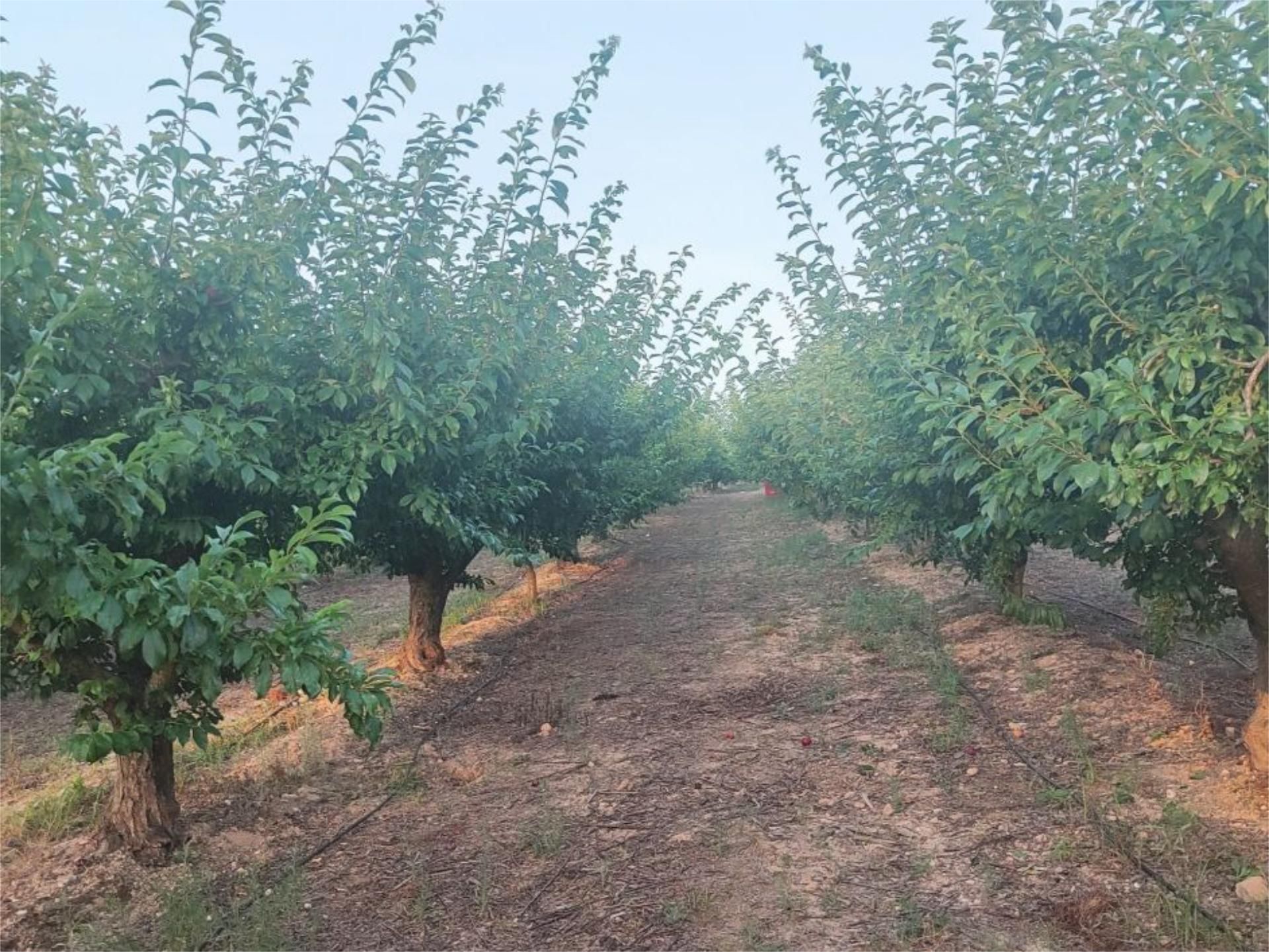 Constructible Land for sale in Rotglà i Corbera