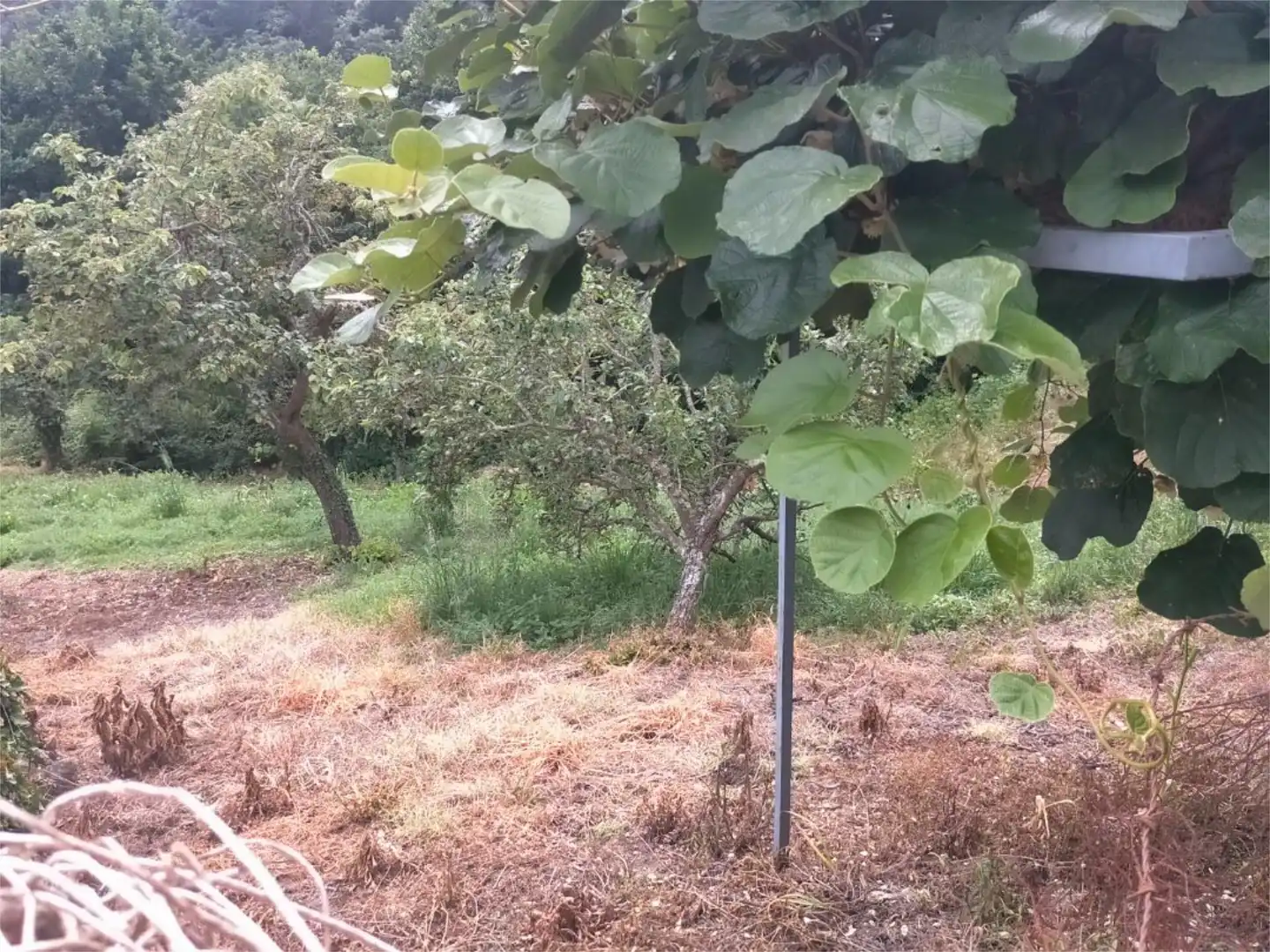 Finca rústica en venda en O Pereiro de Aguiar 