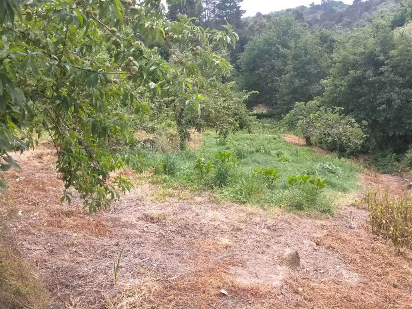 Finca rústica en venda en O Pereiro de Aguiar 