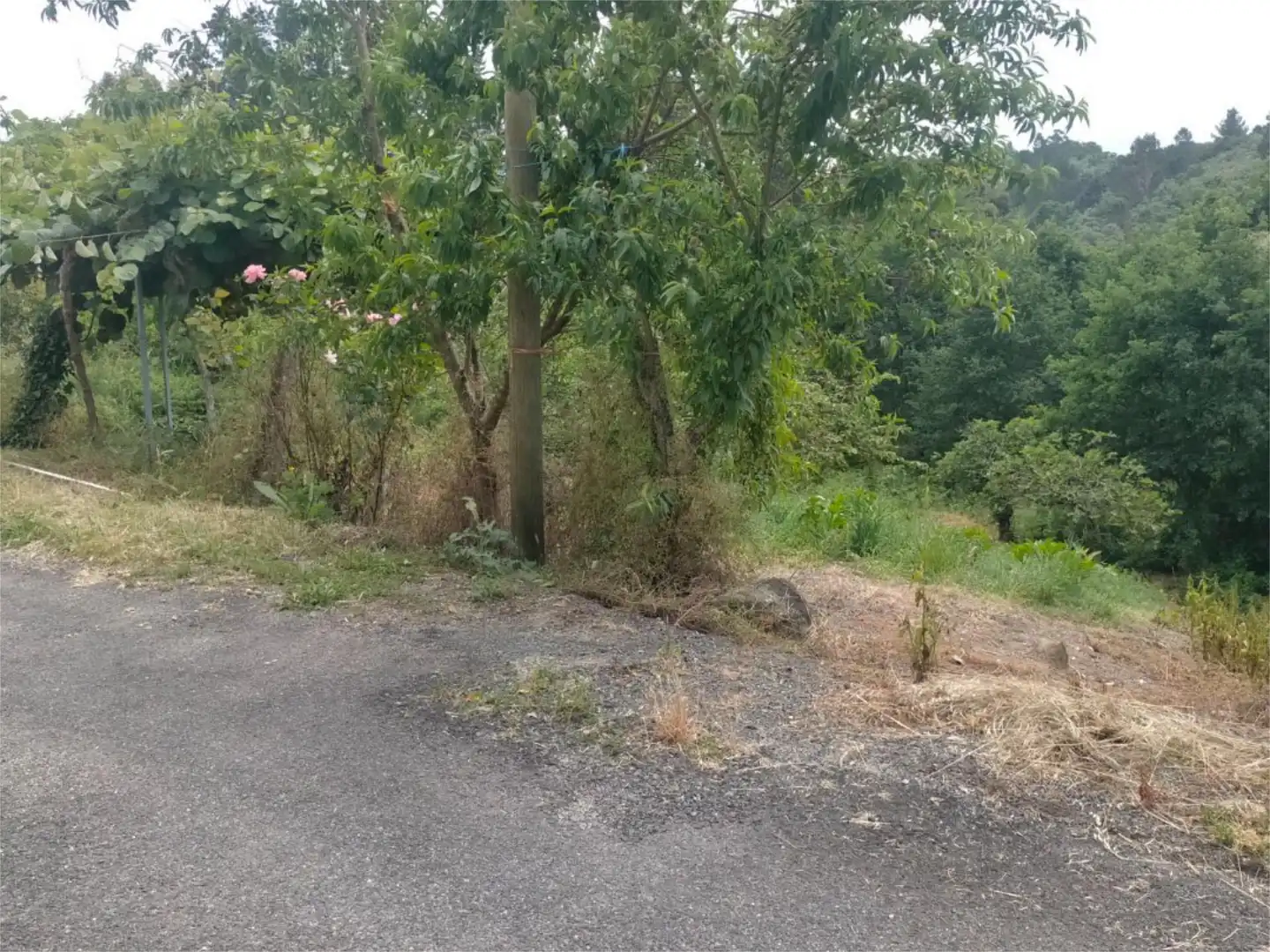 Finca rústica en venda en O Pereiro de Aguiar 