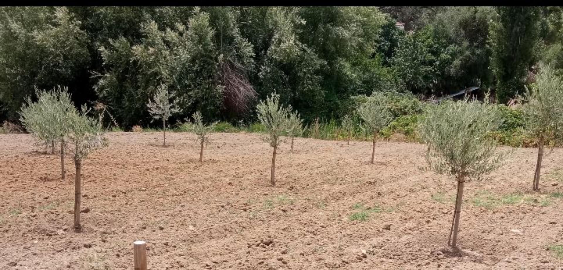 Land for sale in Guardamar del Segura