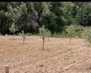 Land for sale in Guardamar del Segura