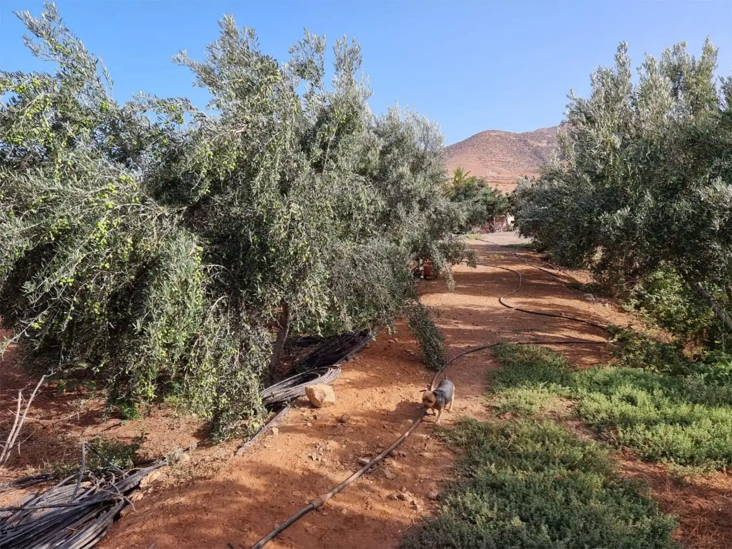 Pis de lloguer a Calle la Majadilla, 20, Päjara pueblo Pis de lloguer a Calle la Majadilla, 20, Päjara pueblo