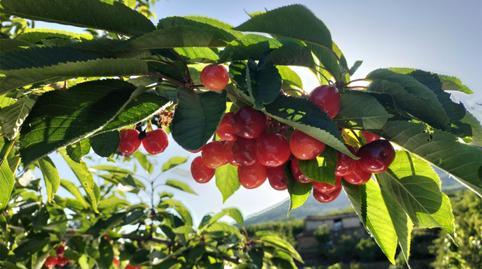 Country house for sale in Calle la Nogalea, 7a, Jerte, Cáceres - image 5 Photo 5 of Country house for sale in Calle la Nogalea, 7a, Jerte, Cáceres