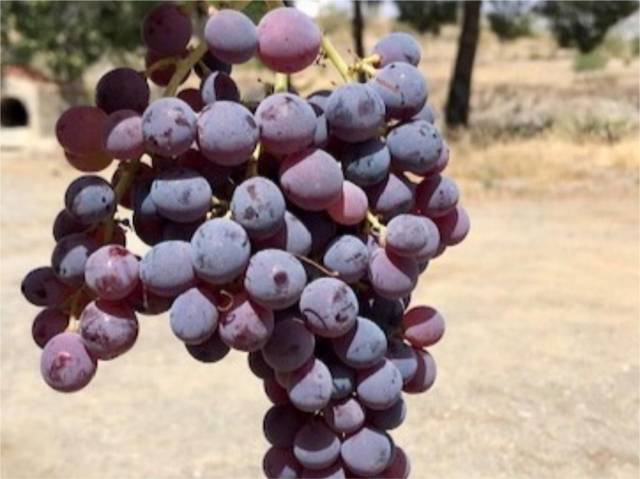Terreno no urbanizable en Alquiler en Calle de Nogalte, 62 en San José