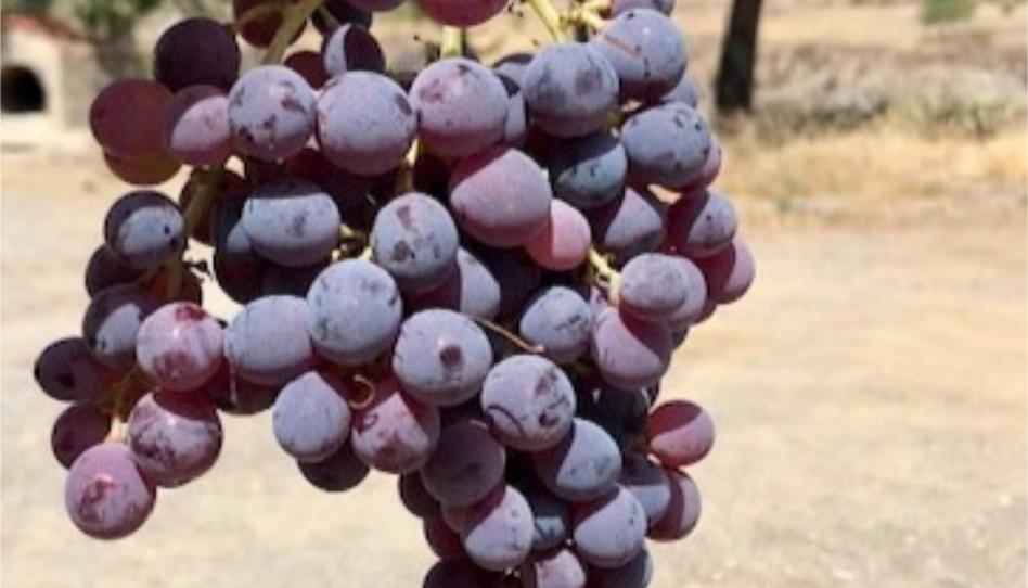 Non-constructible Land to rent in Calle de Nogalte, 62, San José, Murcia - image 1 Photo 1 of Non-constructible Land to rent in Calle de Nogalte, 62, San José, Murcia