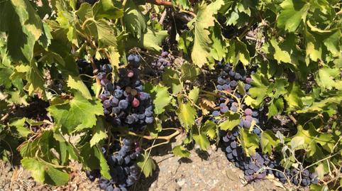 Non-constructible Land to rent in Calle de Nogalte, 62, San José, Murcia - image 2 Photo 2 of Non-constructible Land to rent in Calle de Nogalte, 62, San José, Murcia