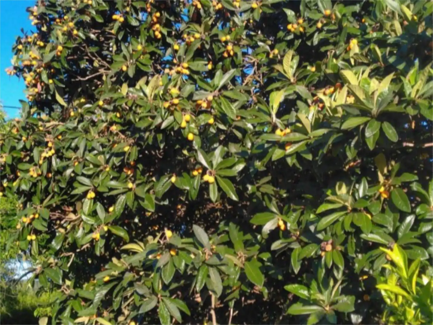 Garten von Wohnung zum Verkauf in La Codosera