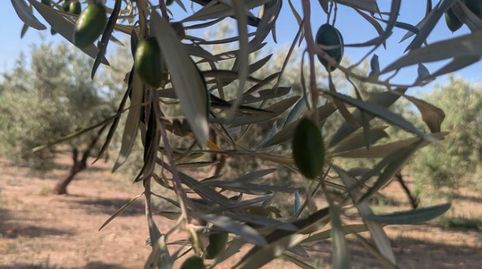 Urbanizable en venta en Urbanizacion Suelo Urb. Sg-1, 85, Atarfe, Granada - imagen 2 Foto 2 de Urbanizable en venta en Urbanizacion Suelo Urb. Sg-1, 85, Atarfe, Granada