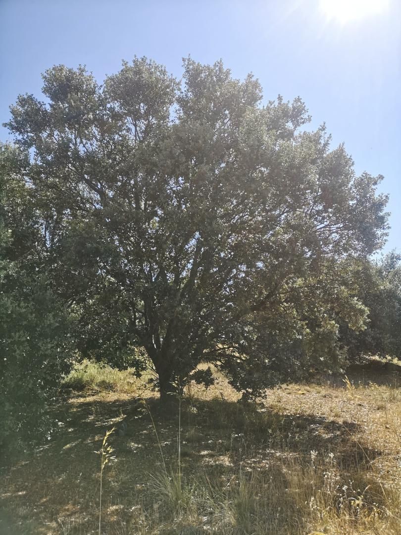 Non-constructible Land for sale in Segovia Capital