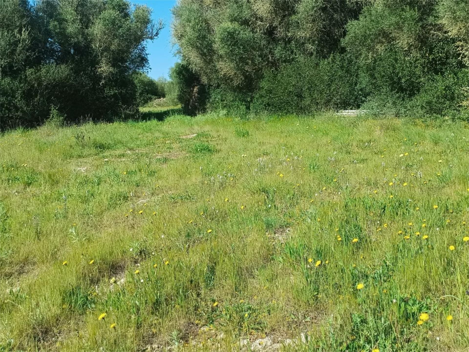 Land for sale in Alaior