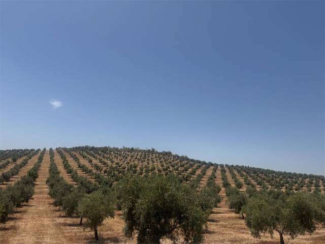 Terreno no urbanizable en Venta en Callejón de las Eras, 2 en Cacín