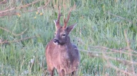 Foto 4 von Bebaubares Gelände zum Verkauf in Barrio Lamadrid, 4a, Valdáliga, Cantabria