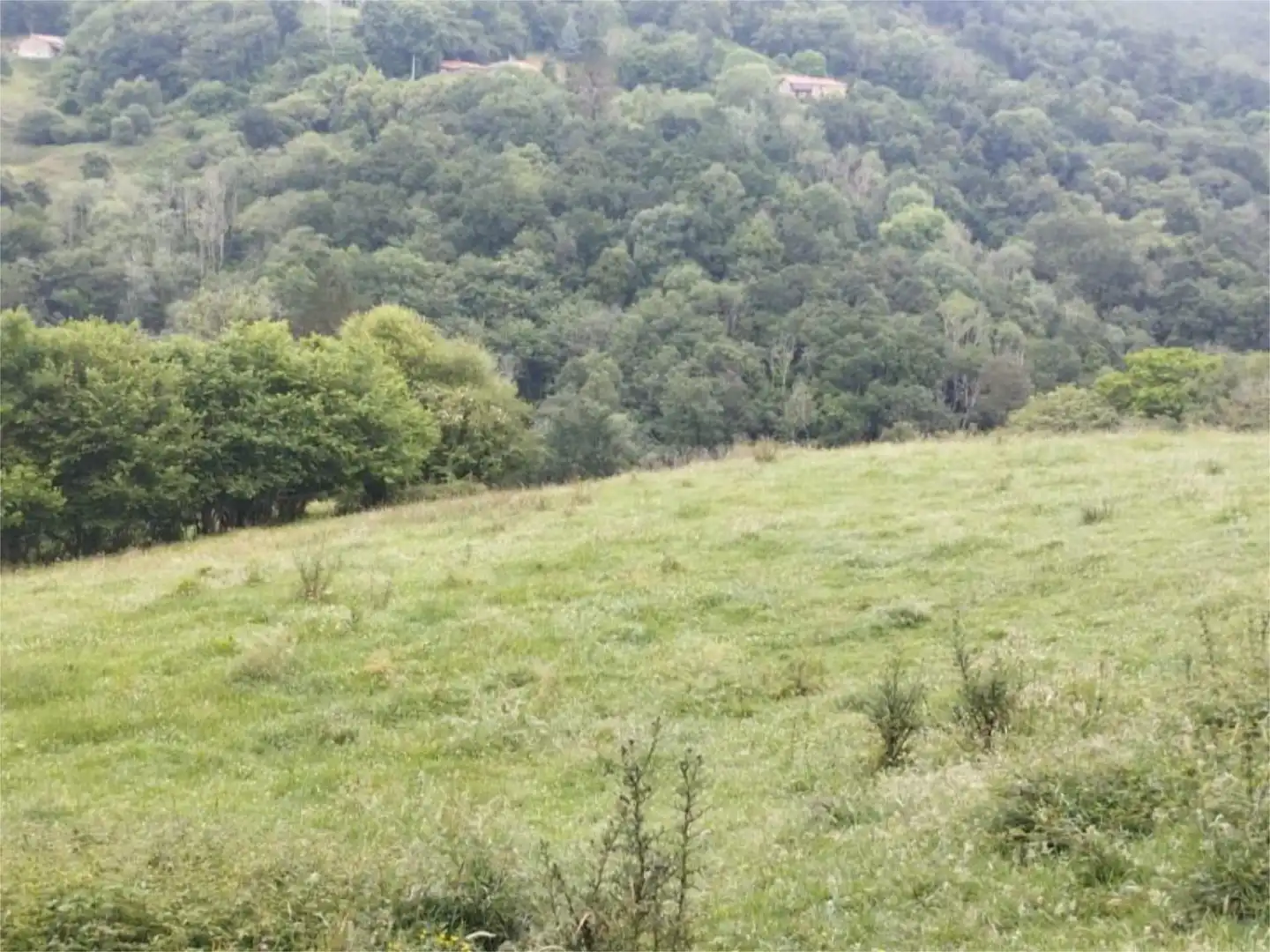 Non-constructible Land for sale in Lugar Torazo, 34, Cabranes Non-constructible Land for sale in Cabranes