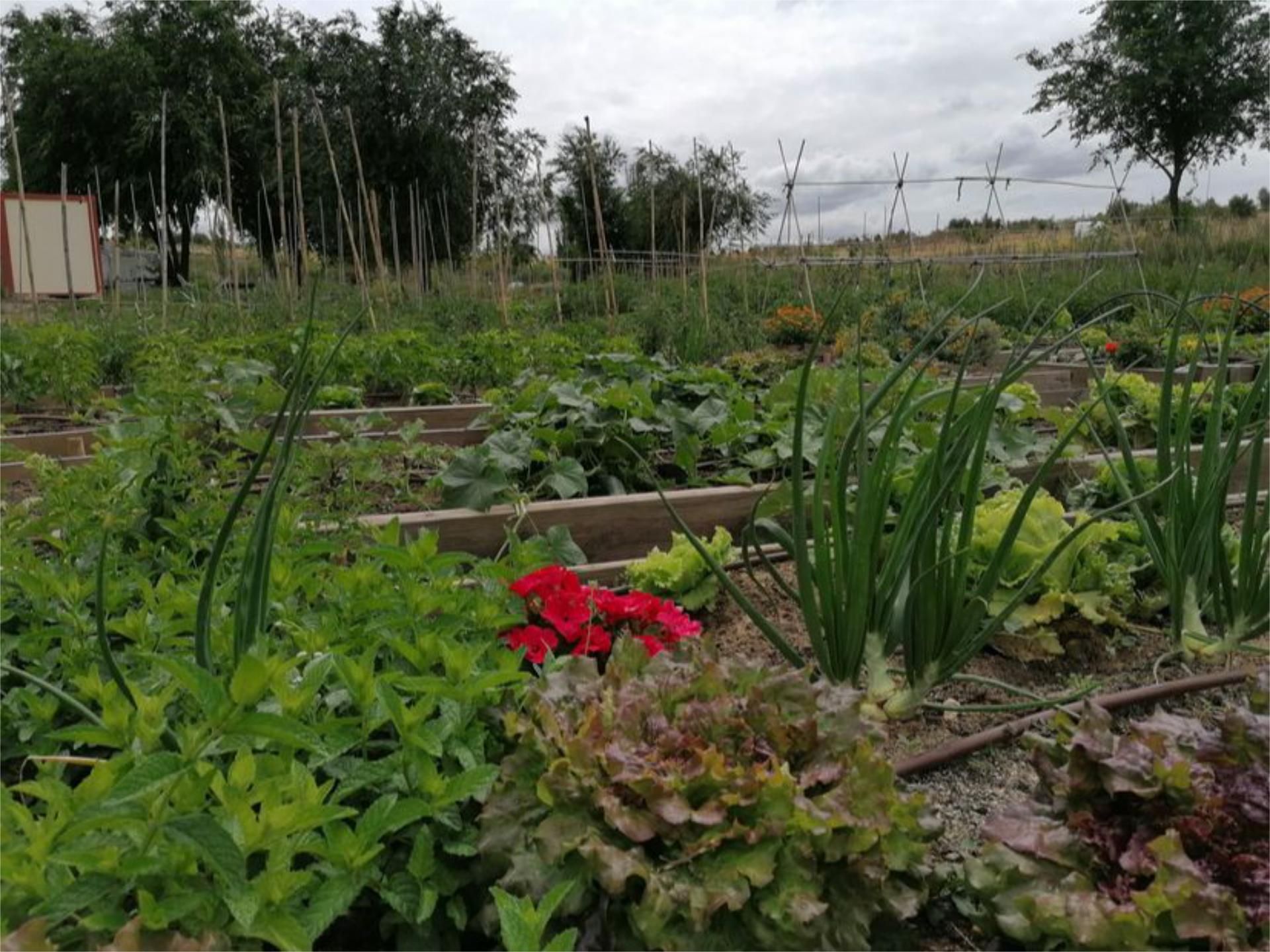 Garten von Grundstücke zur Miete in Jerez de la Frontera