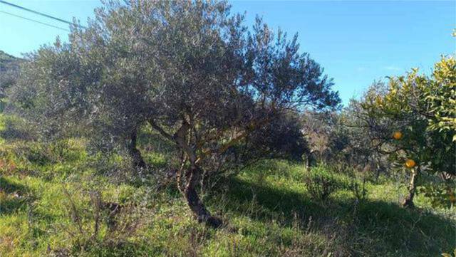 Casa-chalet en Venta en Tolox