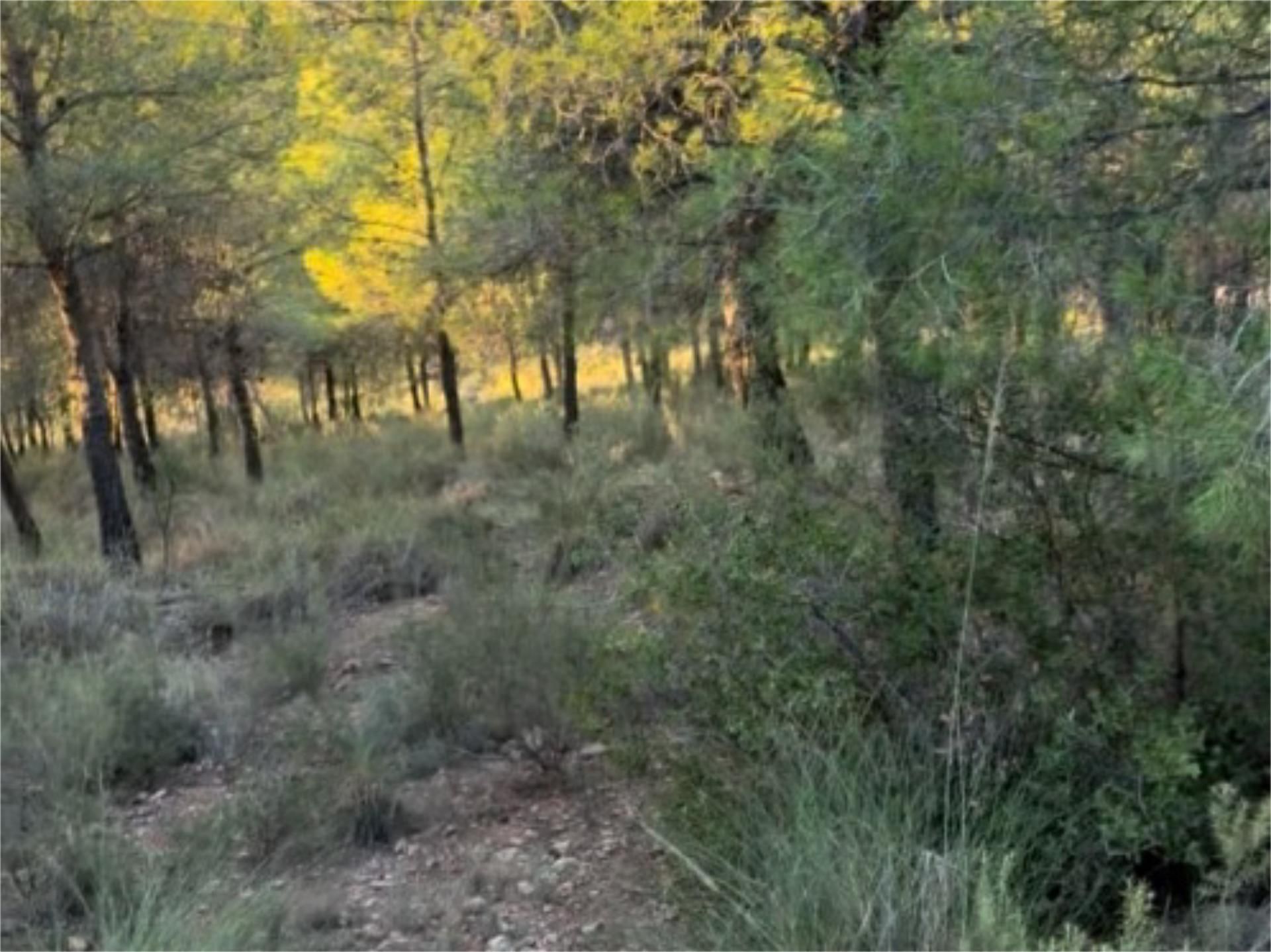 Non-constructible Land for sale in Aledo